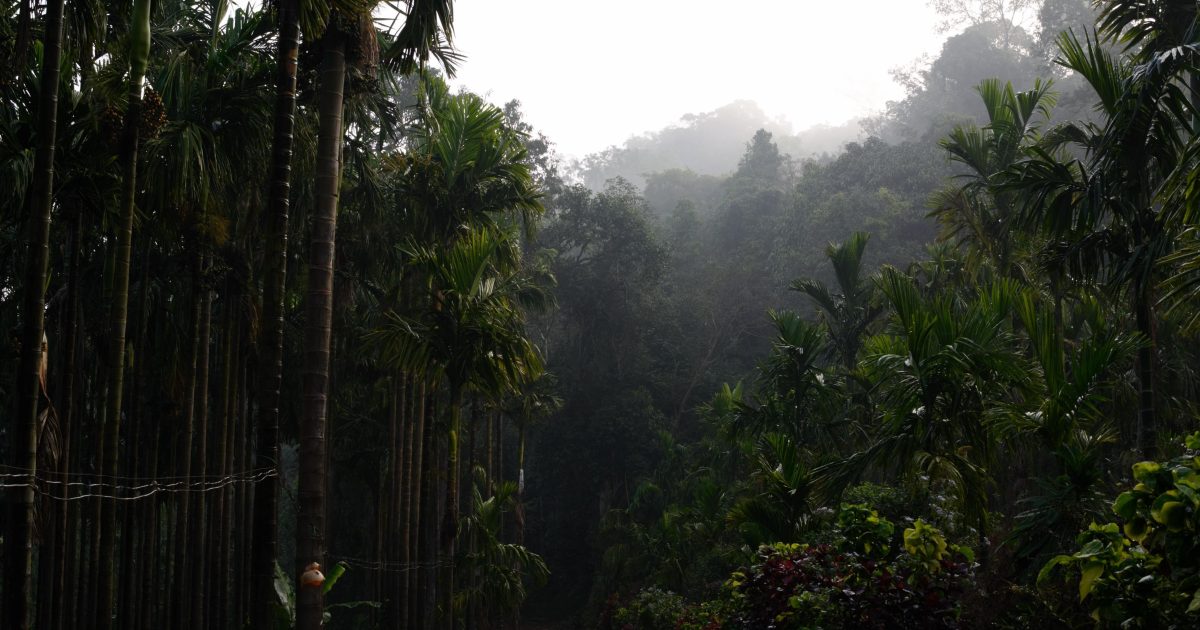 The Rainforests of Colombia