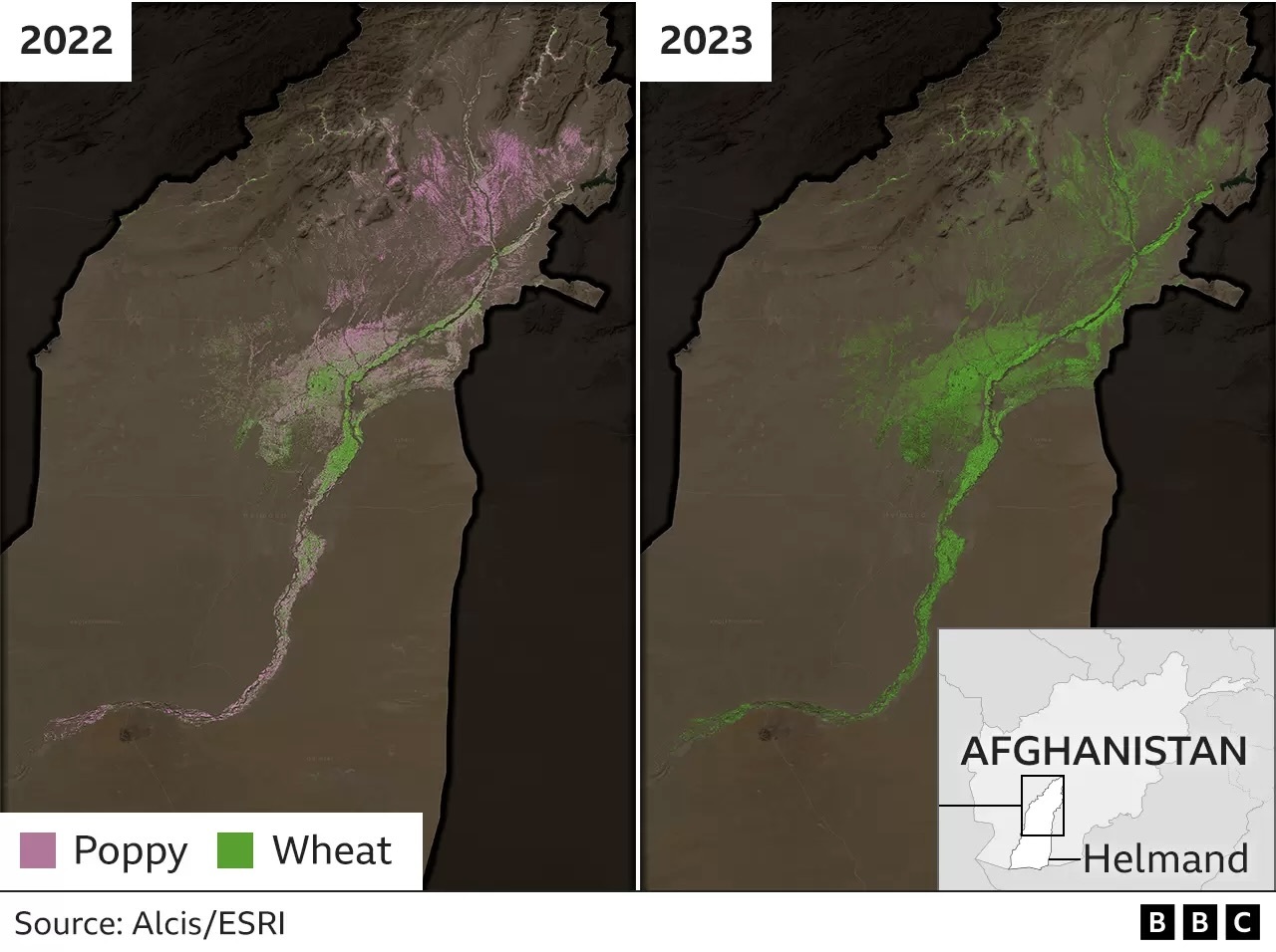 Chart: Afghanistan Poppy Cultivations Down 95 Percent in 2023