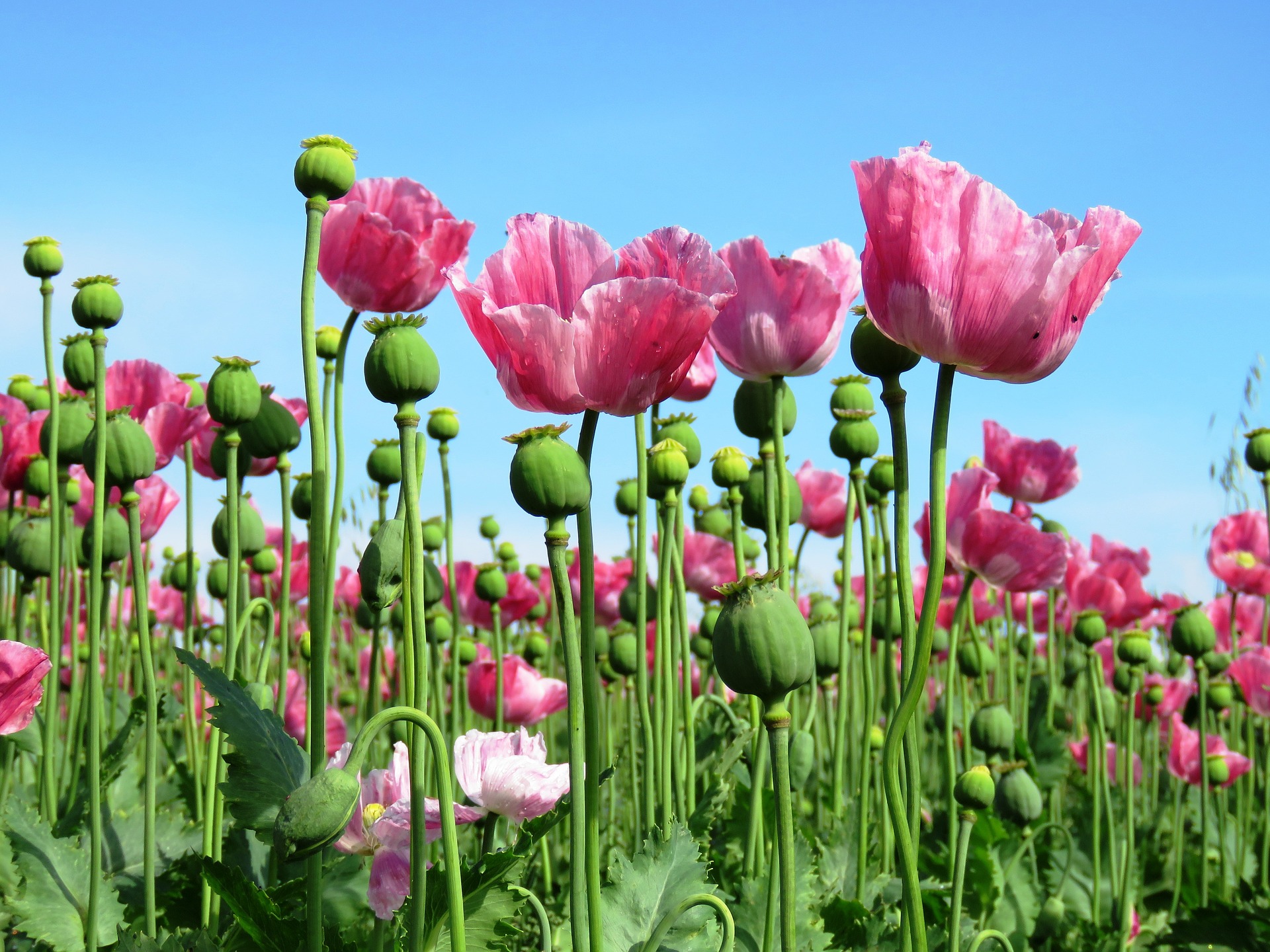 Legal opium production for medical use